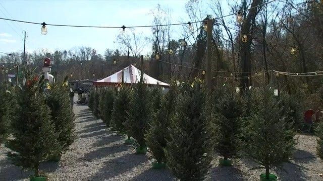 Chattanooga Department of Public Works to collect live Christmas trees